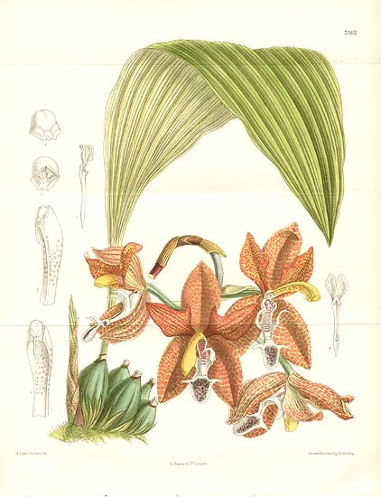 Houlletia landsbergii lithograph by Curtis; now Hlt. tigrina
