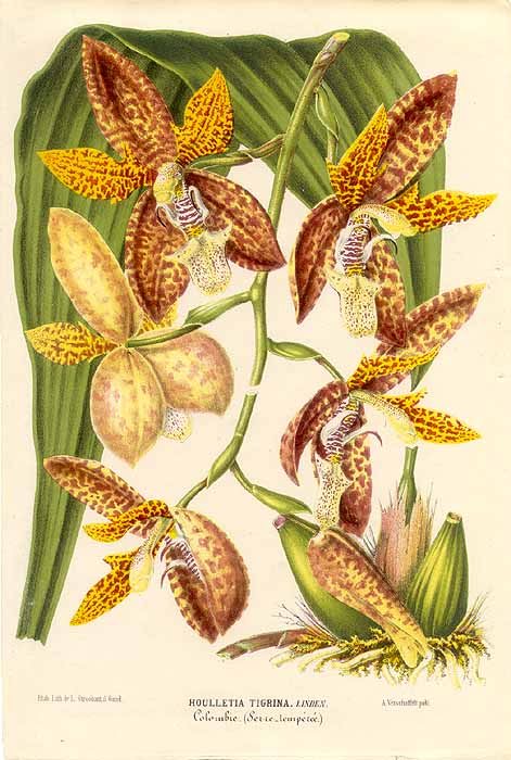 Houlletia tigrina litho from L'Illustration Horticole, 1860's