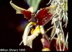 Photo by Ron Ehmlers