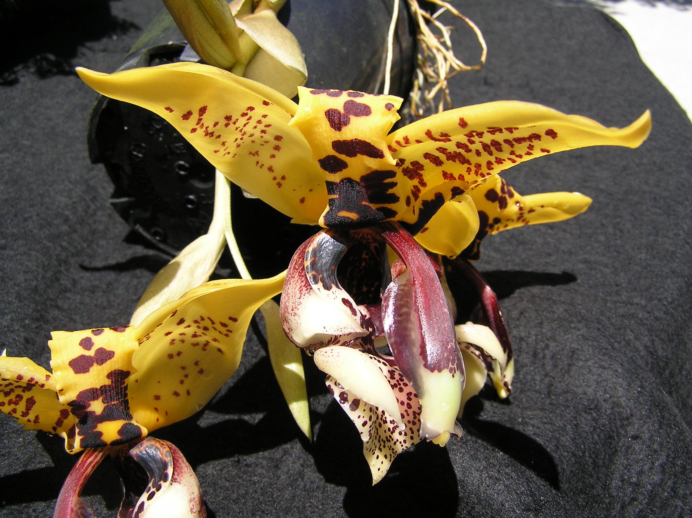 Stanhopea Hidden Agenda 'Orange Fire'; photo by Doug Pulley