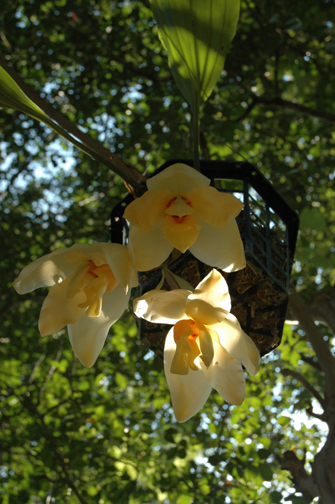 Stanhopea Zombie, photo by Nina Rach, Aug. 2007