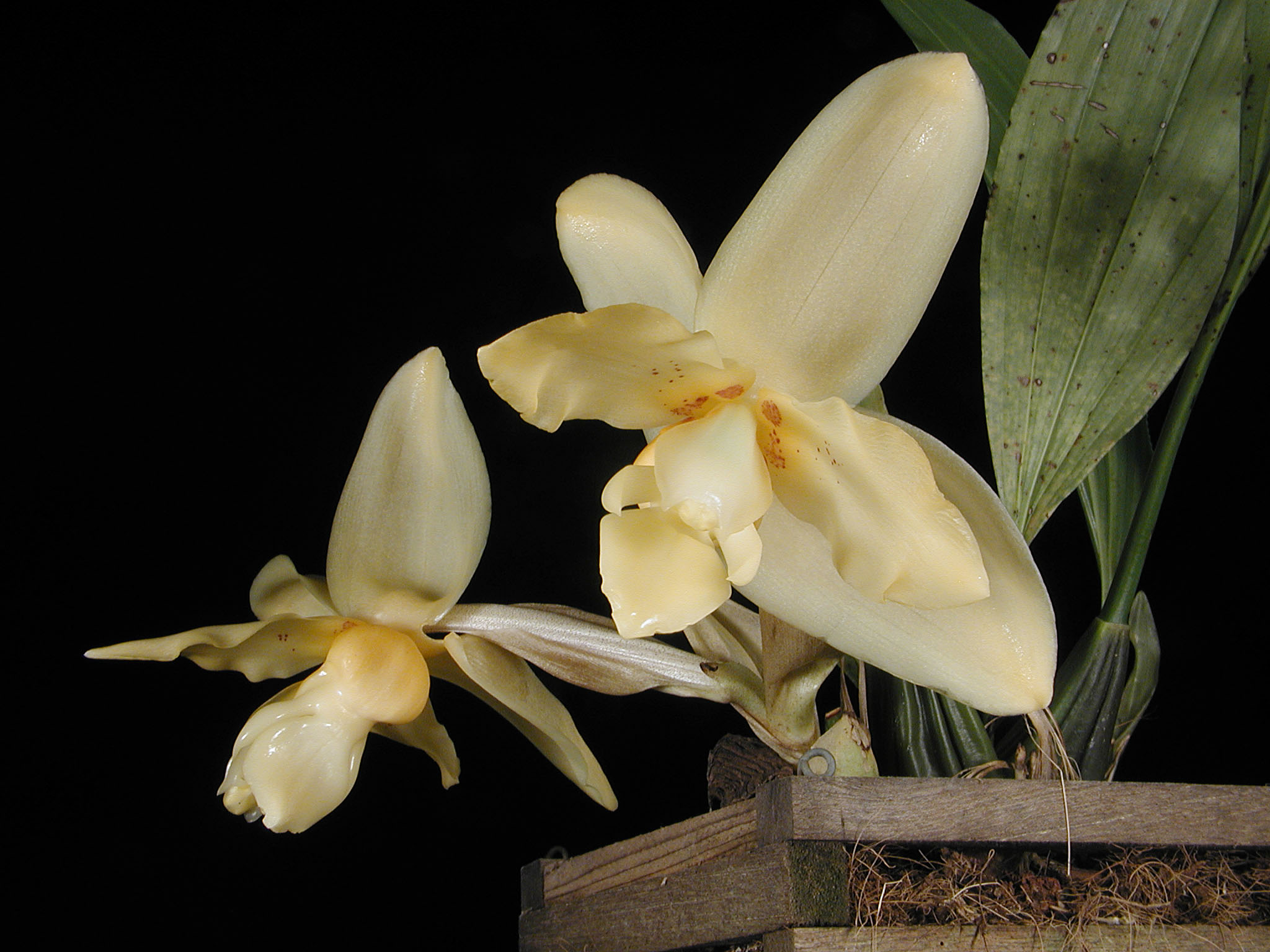 Stanhopea Zombie, photo by Bruce Blyth