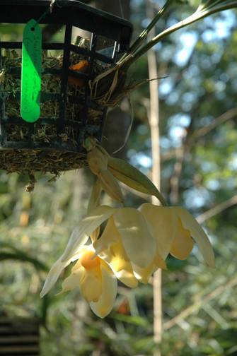 Stanhopea Zombie, photo by Nina Rach