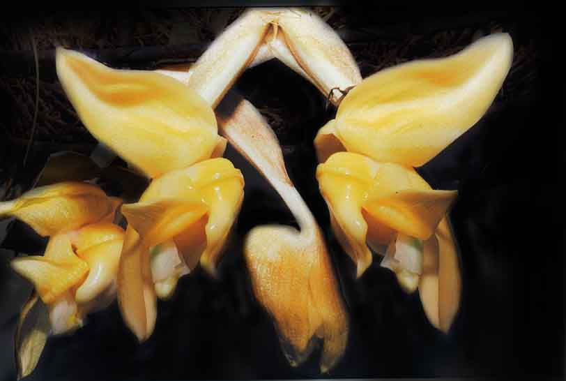 Stanhopea annulata by P. Glucksmann