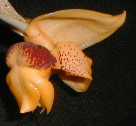 Stanhopea connata photo by Pedro Glucksmann