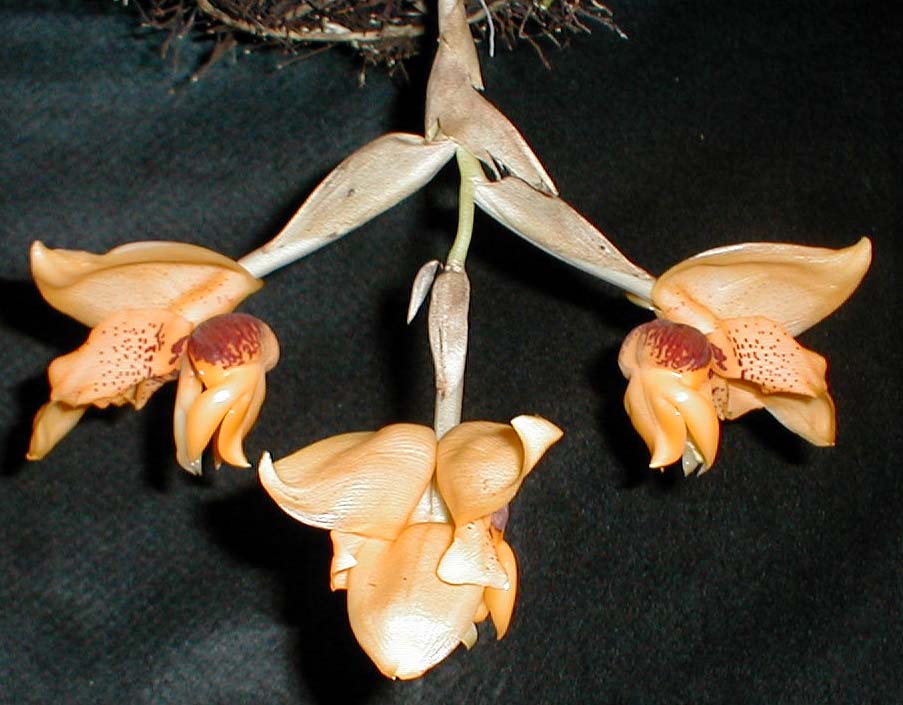 Stanhopea connata photo by Pedro Glucksmann