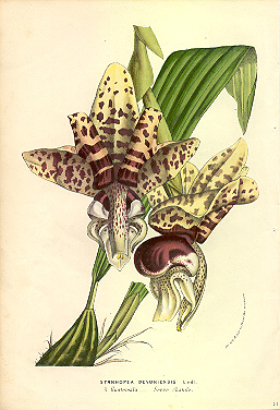 Stanhopea devoniensis lithograph by Van Houtte