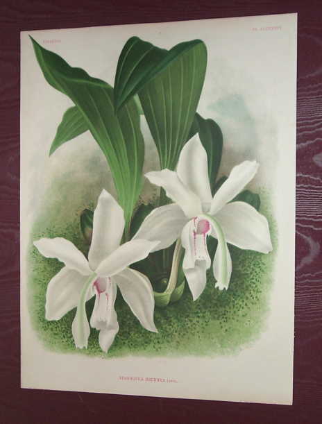Stanhopea eburnea print published in Lindenia