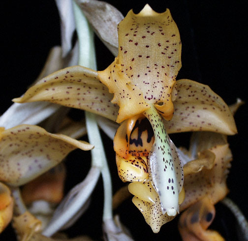 Photo of Stanhopea florida flower by Troy Meyers