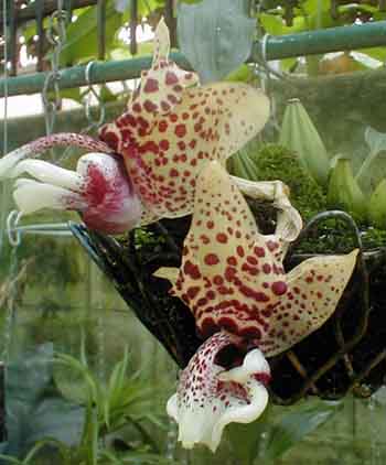 Photo by Pedro Glucksmann