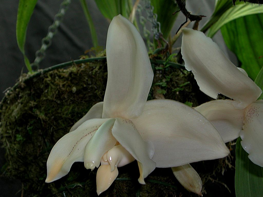 Photo by Dick Hartley, Foxdale Orchids, UK