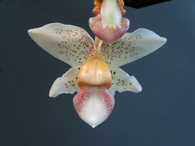 Stanhopea x horichiana, by Kelvin Bush