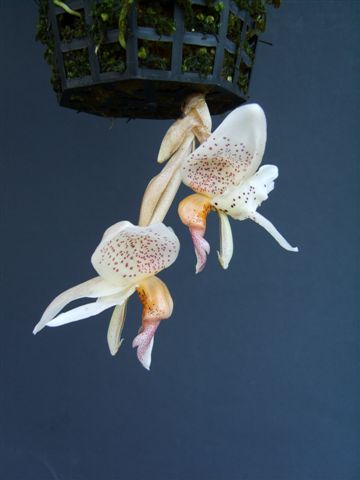 Stanhopea x horichiana, by Kelvin Bush