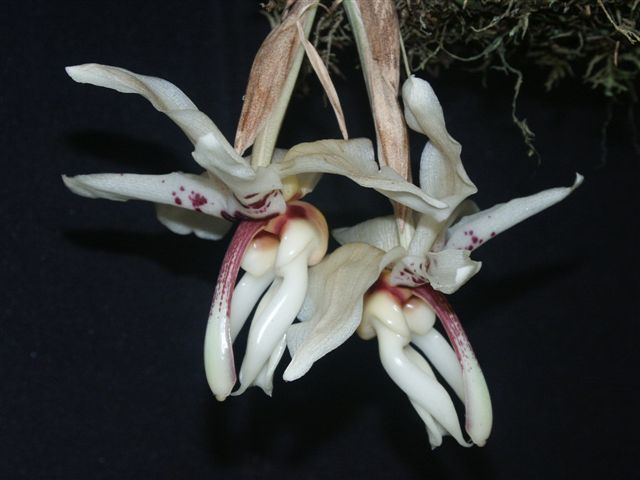 Stanhopea martiana photo by Kelvin Bush