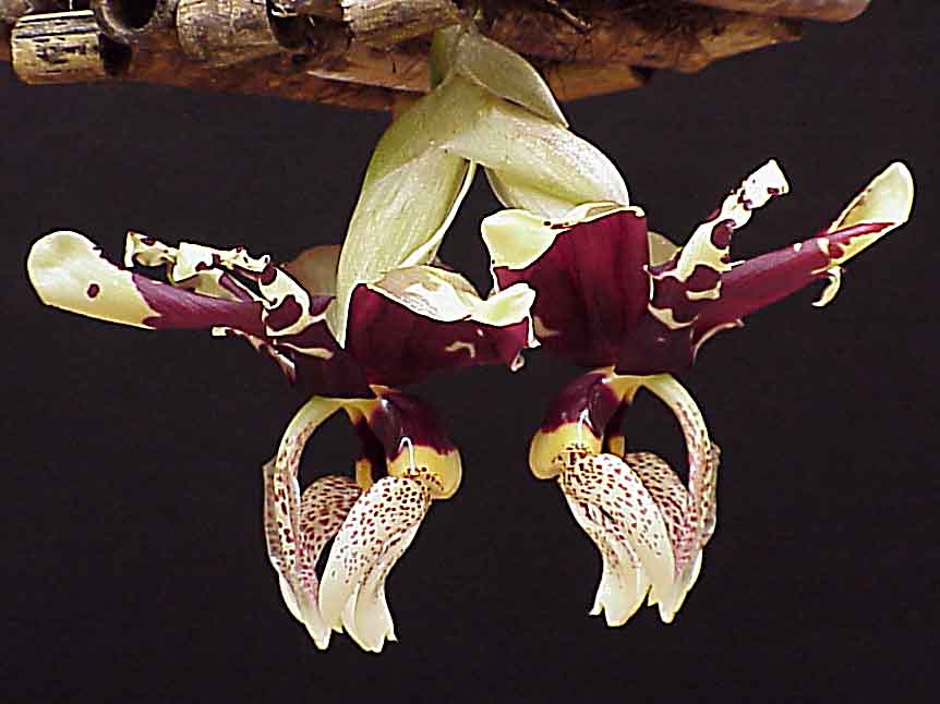 Stanhopea nigroviolacea from Guillermo Angulo