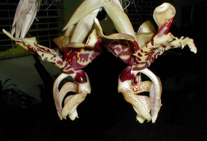 Stanhopea nigroviolacea