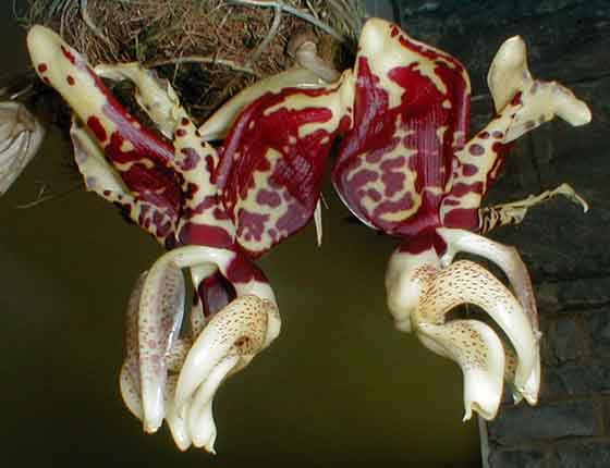 Stanhopea nigroviolacea