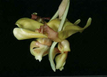 Stanhopea nigroviolacea var. albescens 'Greenleaf Gold'