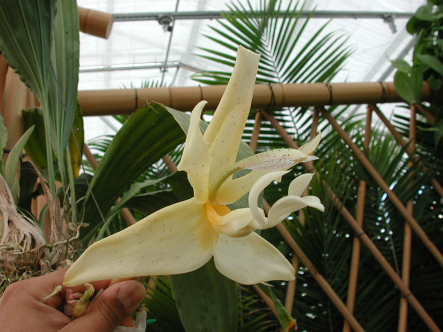 Stanhopea panamensis at AOS