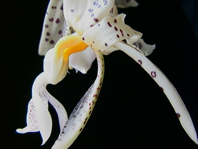 Stanhopea panamensis OIC#8481
