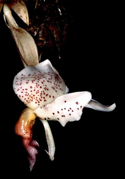 Photo from a botanical garden